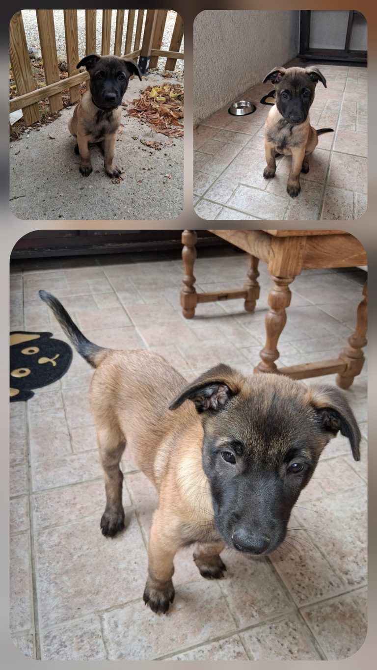 ALMA