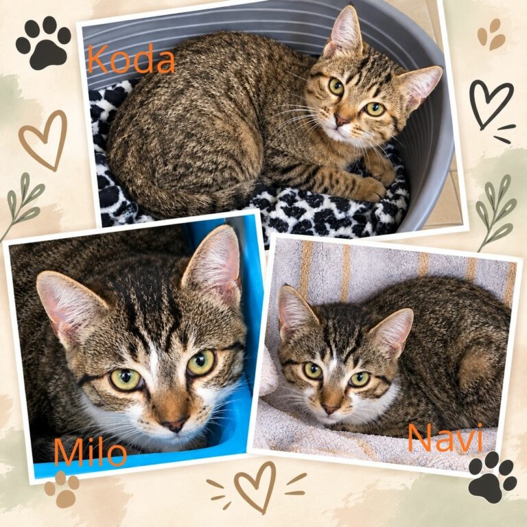 Koda & Navi & Milo