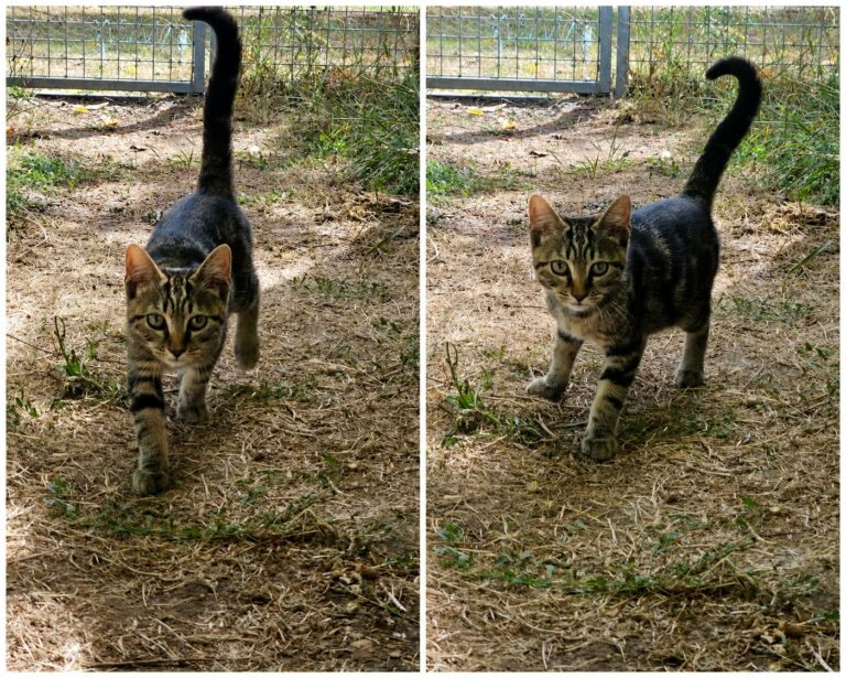 MAX (Réservé)