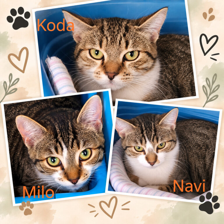 Koda & Navi & Milo